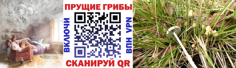 Галлюциногенные грибы Psilocybine cubensis Чудово